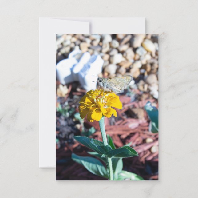 Gul Zinnia Blomma med Moth Fotografi Kort (Framsida)