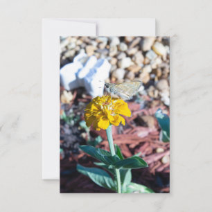 Gul Zinnia Blomma med Moth Fotografi Kort