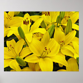 Gula asiatiska liljor blomfotografi poster