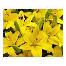 Gula asiatiska liljor blomfotografi