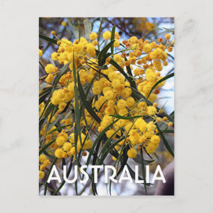 Gula australienska akaciablommor 2 vykort
