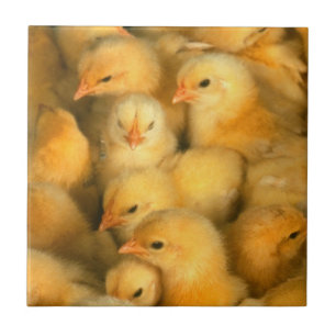 Gula babychickar kakelplatta