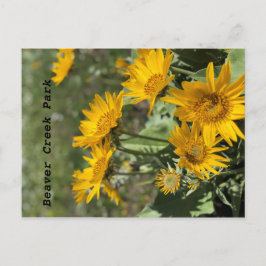Gula blommor Bear Tass Mtns Vykort