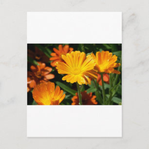 Gula Blommor Blommor Konst Fred Kärlek Öde Vykort