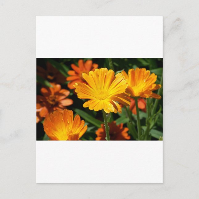 Gula Blommor Blommor Konst Fred Kärlek Öde Vykort (Framsida)