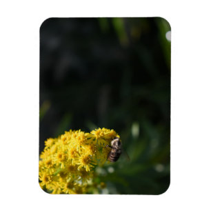 Gula blommor Bumblebees naturfotografi Magnet