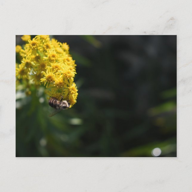 Gula blommor Bumblebees naturfotografi Vykort (Framsida)