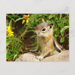 Gula blommor Chipmunk Vykort