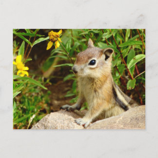 Gula blommor Chipmunk Vykort