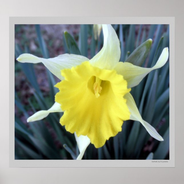 Gula blommor Daffodils Daffodil Flower Photo Poster (Framsidan)