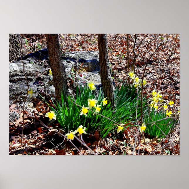 Gula blommor Daffodils in Skogen Photo Poster (Framsidan)