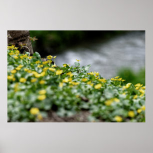 gula blommor flodstrand poster