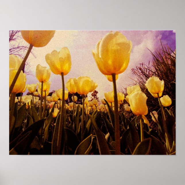 Gula blommor foto poster (Framsidan)
