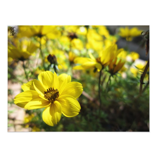 Gula blommor fototryck (Framsidan)