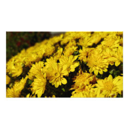 Gula blommor fototryck