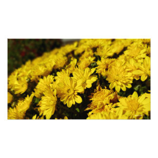 Gula blommor fototryck