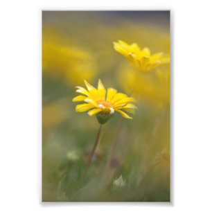 Gula blommor fototryck