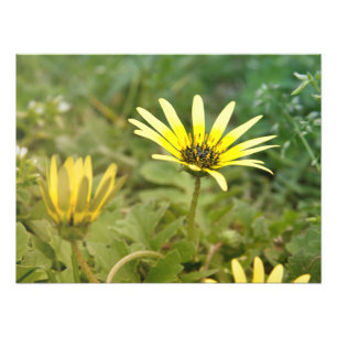 Gula blommor fototryck