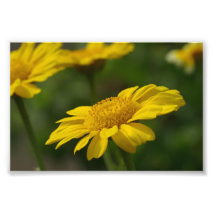 Gula blommor fototryck