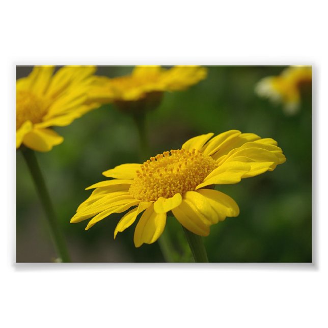 Gula blommor fototryck (Framsidan)