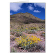 Gula blommor i Death Valley