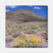 Gula blommor i Death Valley