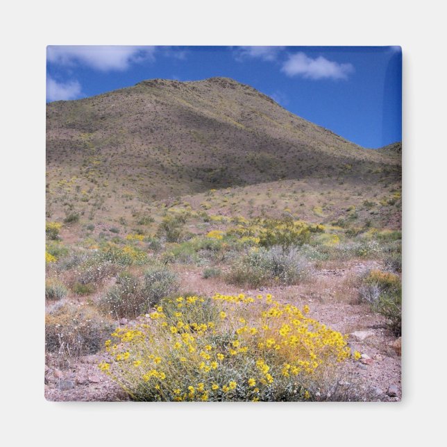 Gula blommor i Death Valley Magnet (Framsidan)