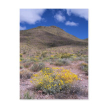 Gula blommor i Death Valley