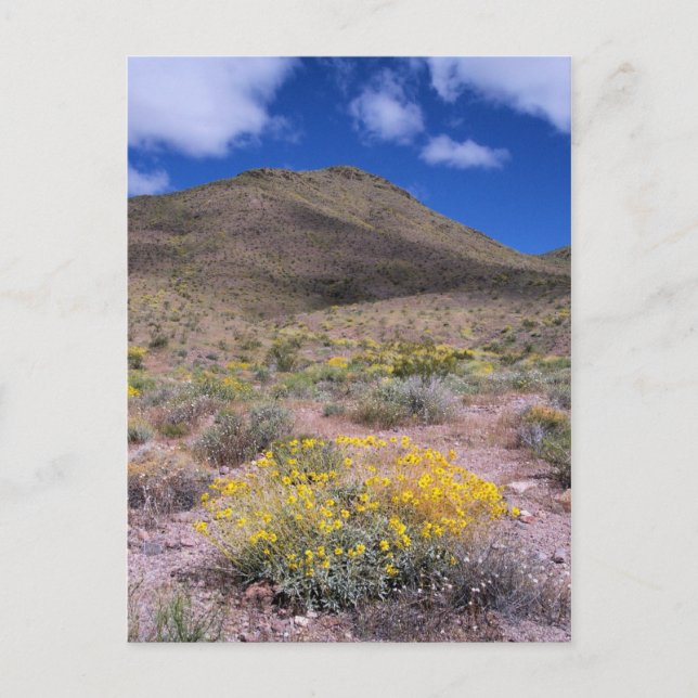 Gula blommor i Death Valley Vykort (Framsida)