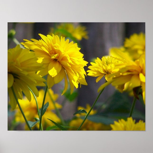 Gula blommor i solsken poster (Framsidan)