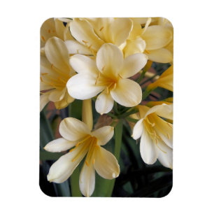 GULA BLOMMOR MAGNET