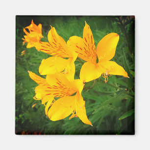 Gula blommor magnet