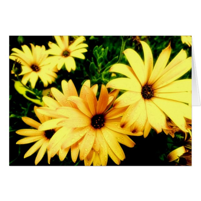 Gula blommor med Raindropsblommakortet Hälsningskort (Framsidan Horizontal)