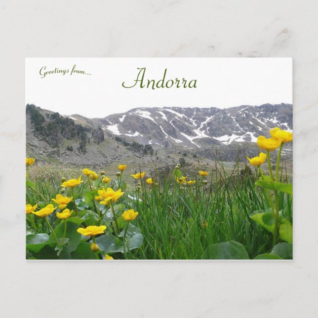 Gula blommor nära Midi Pyrenéerna i Andorra Vykort (Framsida)