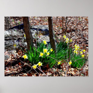 Gula blommor Narcisser i skogen Fotoaffisch Poster