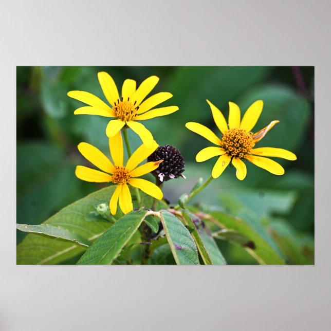 Gula blommor Photo Poster (Framsidan)