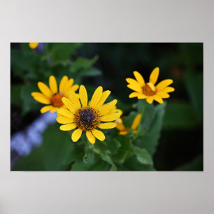 Gula blommor Photo Poster