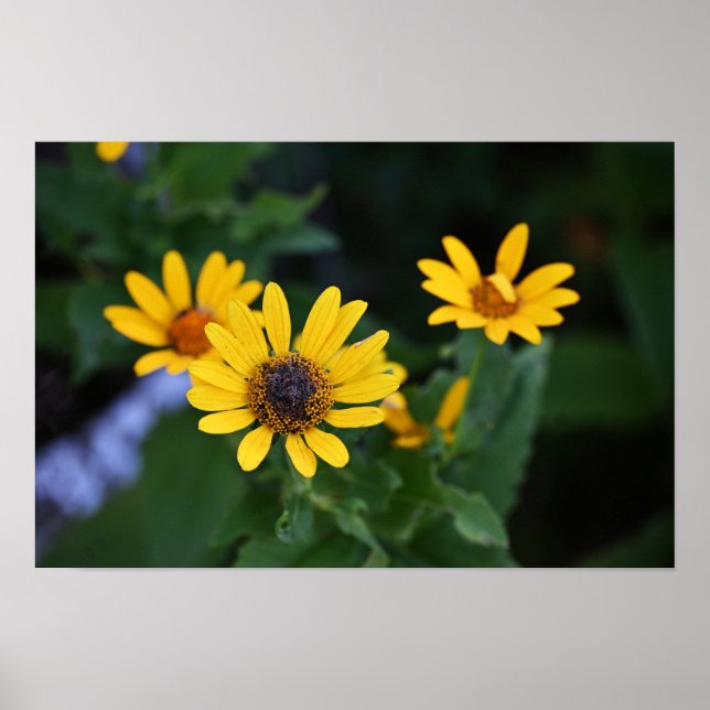 Gula blommor Photo Poster (Framsidan)