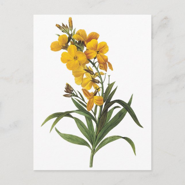 Gula blommor,Pierre Joseph Redouté Vykort (Framsida)