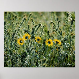 Gula blommor poster