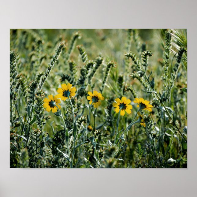 Gula blommor poster (Framsidan)