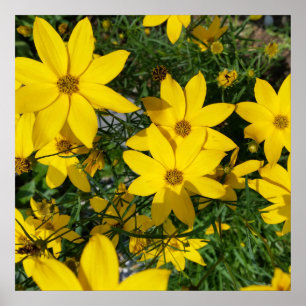 gula blommor poster