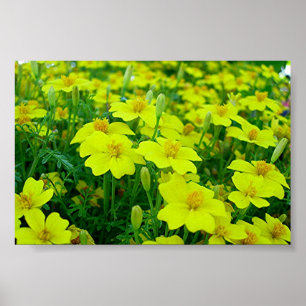 gula blommor poster