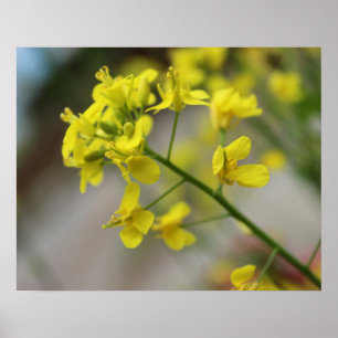 Gula blommor poster