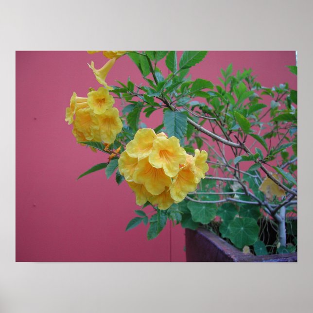 Gula blommor poster (Framsidan)