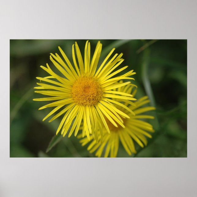 Gula blommor poster (Framsidan)