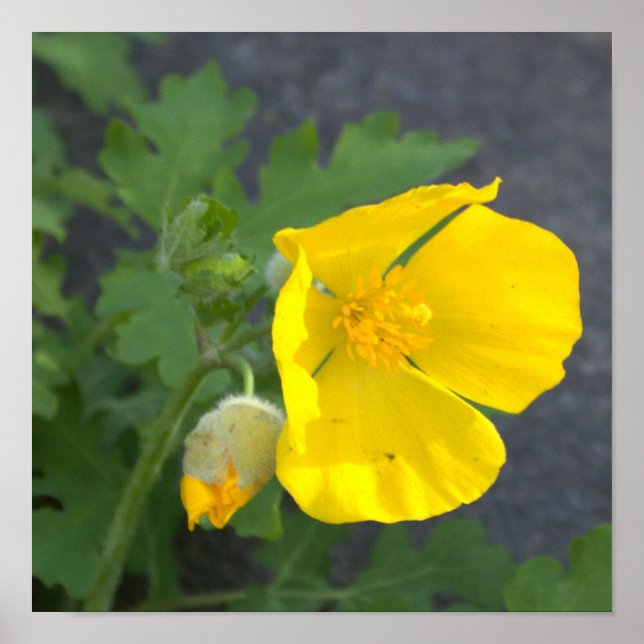 Gula blommor Poster (Framsidan)