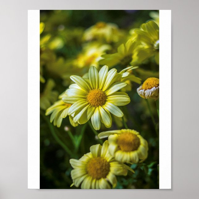 Gula blommor Poster (Framsidan)