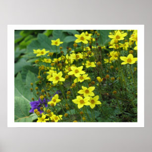 gula blommor poster
