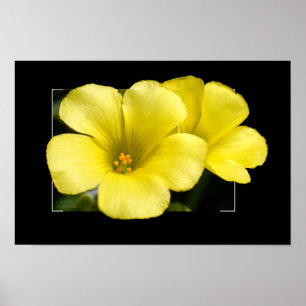 gula blommor tryck